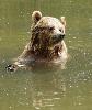 ... il se dresse souvent sur ses pattes arri�re, m�me dans l'eau ...