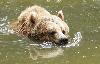 ... quand il nage, ses narines sont au ras de l'eau ...