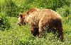 .. il s'en va de sa d�marche pataude ... Bien qu'il se dresse souvent sur ses pattes arri�re, il ne se d�place qu'� quatre pattes. Il est capable d'acc�l�rations fulgurantes approchant les 50 km/h. 