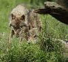 Embl�mes du Parc animalier de Sainte-Croix, les loups ... ici deux loups gris communs. Le Parc a deux meutes de loups gris.