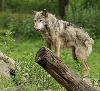 �tant les plus gros carnassiers en Europe, les loups gris y ont �t� pratiquement extermin�s.