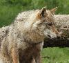 C�est tr�s important, car les loups sont des animaux puissants dot�s de dents pointues. S�ils ne savaient pas comment emp�cher les combats, ils se blesseraient s�rieusement les uns les autres. Ce loup a une cicatrice au museau.