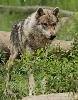 Le loup gris commun est presque identique au loup des plaines d'Am�rique du nord, tant par sa taille que par son comportement. Il mesure quelque 76 cm au garrot ...