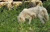 Le Parc poss�de �galement une meute de loups blancs arctiques ...