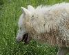 ... plus petit que le loup gris, il est n�anmoins plus lourd ...