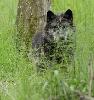 En mai 2013, le Parc animalier de Sainte-Croix ...