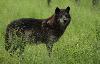 .... a accueilli six loups noirs Timberwolf ...