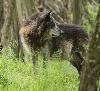 ... pr�sents dans le mythique � Yellowstone National Park � aux �tats-Unis ...