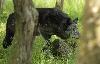 ... avance � pas ... de loup ...