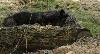 ... derri�re un tronc ...
