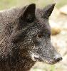 Chez les loups noirs Timberwolf, il y a aussi de grandes diff�rences ...