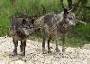 Toutes les sous-esp�ces de loups ...