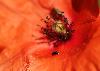 Chrysom�le (Timarcha tenebricosa ...) sur un Petit coquelicot : ses pattes pleines de pollen laissent une tra�n�e jaune.