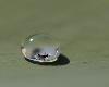 ... tel est pris qui croyait prendre : le voil� noy� dans la goutte d'eau !