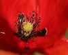 Coeur ... de Grand coquelicot