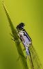 Regard d'Agrion �l�gant (Ischnura elegans)
