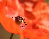 Anth�res et stigmate de Grand Coquelicot_Jardin botanique de lausanne