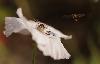 Syrphide (Episyrphus batteatus) quittant un Coquelicot blanc