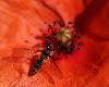 Syrphide (Episyrphus batteatus) pos�e sur un Petit coquelicot