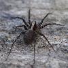 A Chavornay, une Dolom�de des marais (Dolomedes fimbriatus) ...