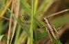 ... un Criquet des clairi�res (Chrysocraon dispar) ...