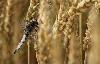 ... un Orthetrum r�ticul� m�le mature (Orthetrum cancellatum) ...