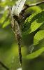 ... et un Orthetrum r�ticul� femelle (Orthetrum cancellatum).