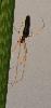 ... une Pholque phalangide : on distingue bien ses longues pattes poilues (Pholcus phalangioides) ...
