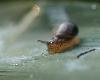 Au bord d'un �tang pr�s de la Venoge, un petit escargot ...