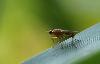 ... une mouche ...