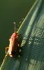 ... un T�l�phore fauve (Rhagonycha fulva) ...