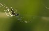 ... ou Pholcus phalangioides (femelle)... pour les intimes !