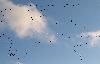 ... les Grues cendr�es rentrent par vagues successives