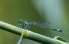... un Agrion �l�gant m�le (Ischnura elegans) ...