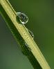 ... des gouttes de ros�e ...