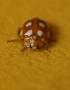 Incursion � Denges d'une Coccinelle (Calvia 14-guttata) ... ou l'amour du jaune !