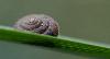 Au lever du jour, � l'�tang pr�s de la Venoge, l'escargot dort encore : il s'agit vraisemblablement d'une Velout�e hirsute (Trochulus villosus)  ...