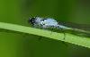 ... l'Agrion �l�gant  (Ischnura elegans) se r�veille ...