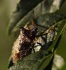 ... � la lisi�re, une Punaise (Pentatoma rufipes), v�ritable guerrier en cuirasse ...