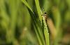 ... guignant derri�re une feuille, une Mouche Scorpion ...