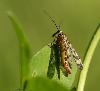 ... ou Panorpe femelle (Panorpa meridionalis) ...