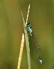 ... et toujours aussi �l�gant, l'Agrion ... du m�me nom ...