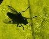 ... � travers une feuille, en silhouette, une mouche ...