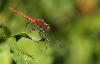 ... un Symp�trum stri� (Sympetrum striolatum) ...