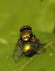 A Renges, en lisi�re de for�t, une Mouche verte (Lucilia caesar) ...