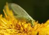 ... une Chrysope (Chrysoperla carnea) ...