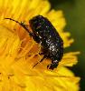 ... une C�toine grise (Oxythyrea funesta) ...