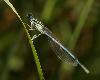 ... un Agrion � larges pattes (Platycnemis pennipes) : comparez ses tibias avec ceux de ...