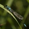 ... l'Agrion �l�gant (Ischnura elegans) ...