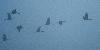 Elles partent, malgr� le brouillard ...